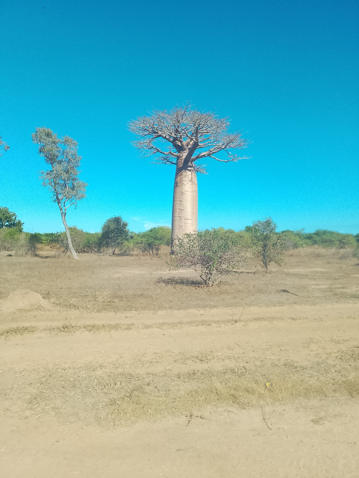 Madagascar baobabs