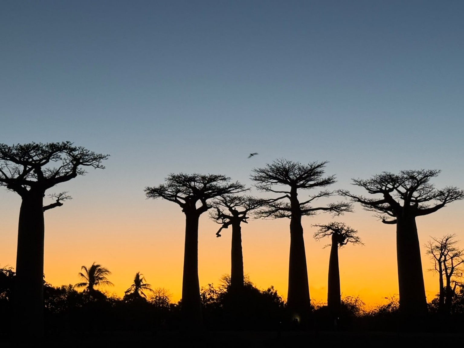 Baobab landscape