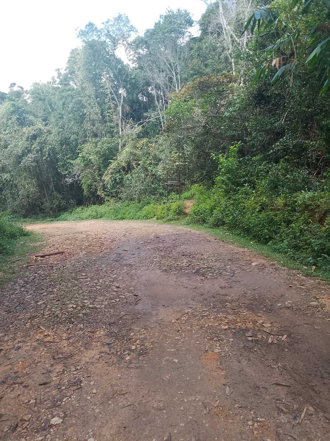 Ranomafana rainforest